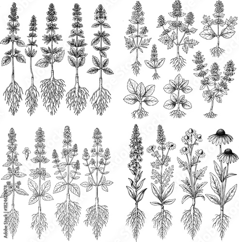 Vintage Botanical Herb and Plant Illustrations with Roots