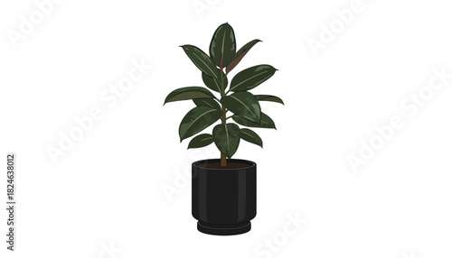 Rubber plant ficus elastica in black pot.
