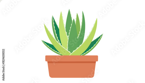 Potted aloe succulent with green fleshy leaves.