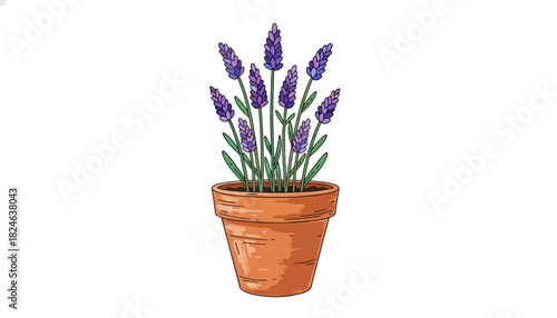 Lavender plant in terracotta pot with purple blooms.