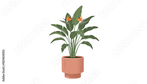 Tropical strelitzia houseplant with orange flowers in terracotta pot.