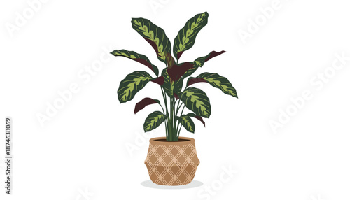 Variegated tropical houseplant in woven planter.