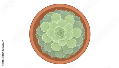 Top view rosette succulent with pale leaves.