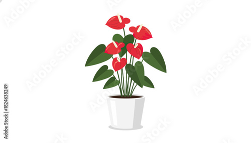 Red anthurium houseplant with glossy heartshaped leaves in white pot.