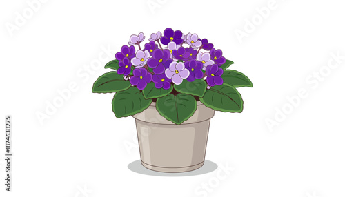 African violet houseplant in ceramic pot with purple blossoms.