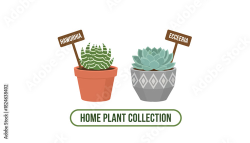 Labeled potted succulents haworthia and echeveria illustration.