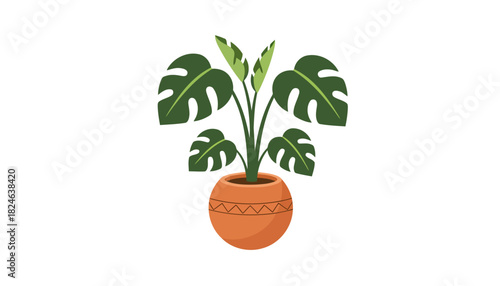 Monstera houseplant in terracotta pot with split leaves.