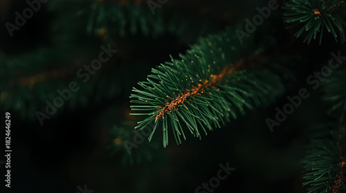 A close up shot of a spruce tree branch with needles against a dark blurred background
