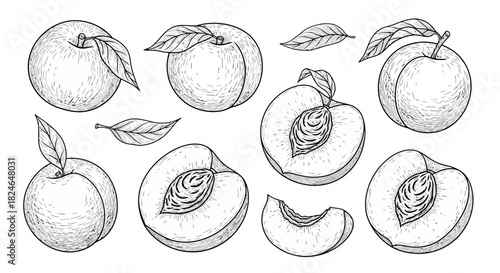 Vector illustration of hand drawn peach and leaf set, whole and cut