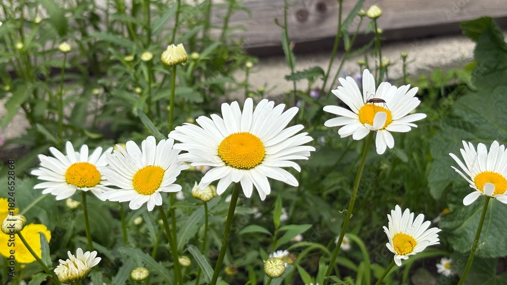 Obraz premium Oxeye daisy flowers blooming in a garden with green foliage 