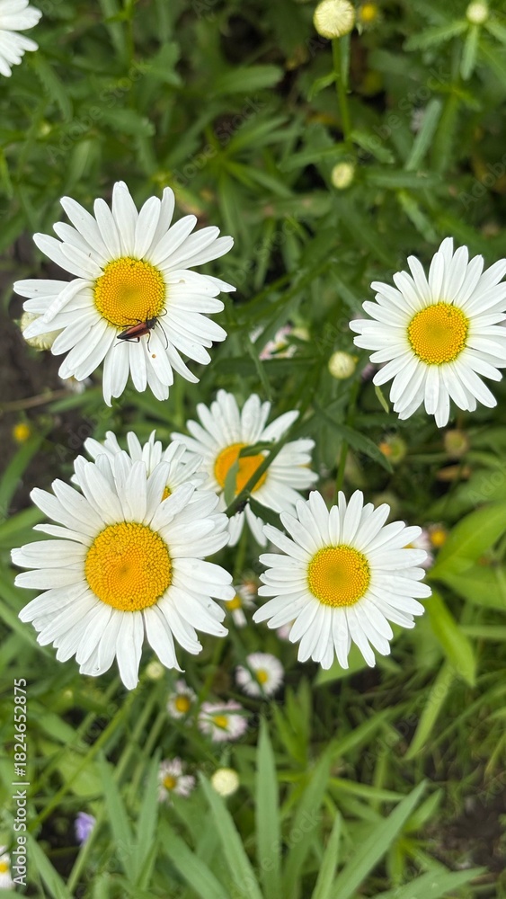 Fototapeta premium White daisies blooming in a green meadow with wildflowers 