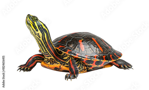 painted turtle pet on isolated transparent background 
