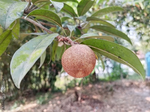 Sapodilla Fruit on a Branch