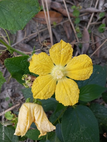 Golden Squash Blossom in Garden