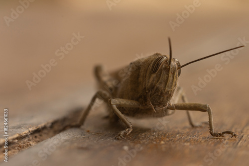 Grasshopper Macro Portraits