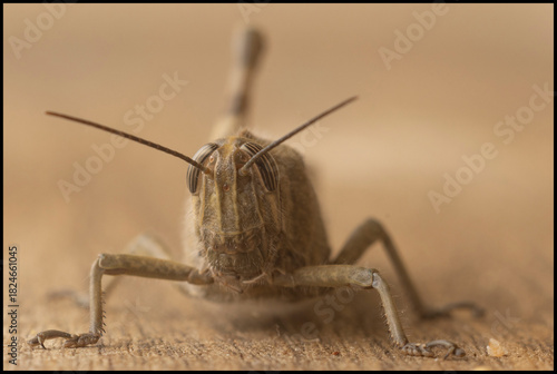 Grasshopper Macro Portraits