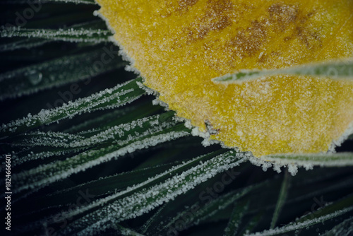 Frosted Leaves in the Grass