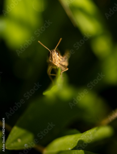 Grasshopper Macro Portraits