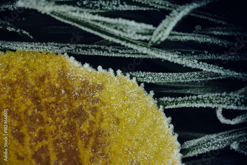 Frosted Leaves in the Grass