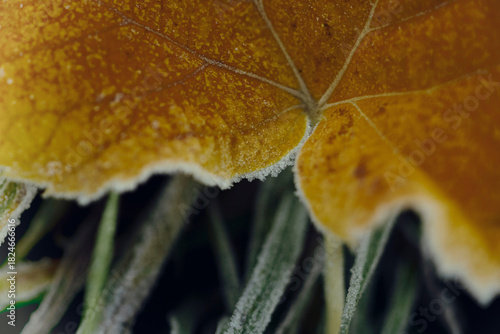 Frosted Leaves in the Grass