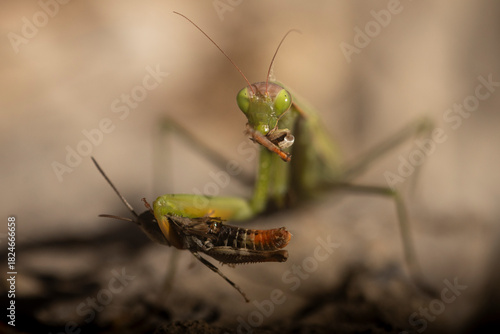 Praying Mantis eating a grasshopper