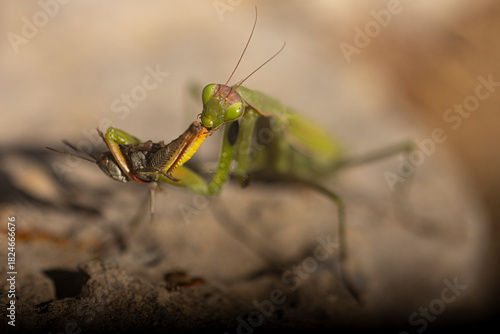 Praying Mantis eating a grasshopper
