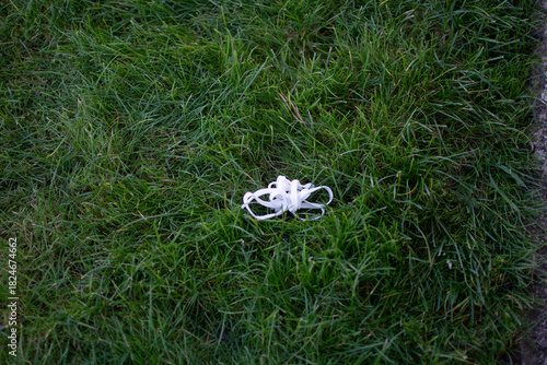 White shoelaces lying on the grass on the street in autumn.
