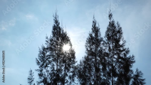 Low Angle Cypress Tree Motion