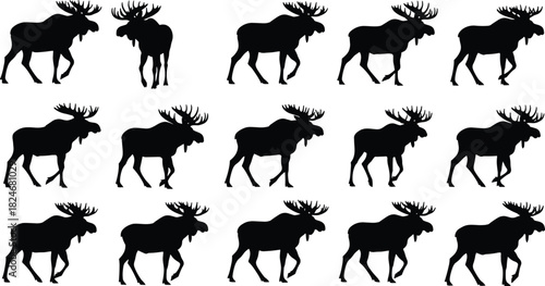Moose silhouette collection, walking wild deer poses, black vector wildlife animals set, forest elk silhouettes isolated on white background