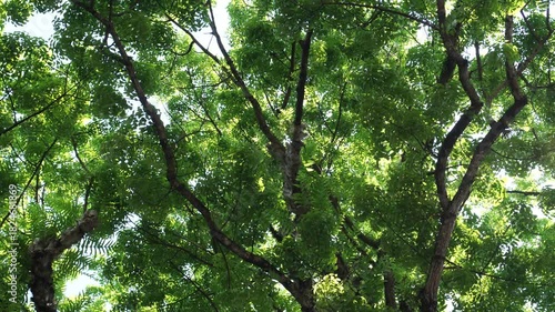 Capturing the realistic-speed movement of Swietenia mahagoni, Mahogany Tree, leaves swaying, the sharp focus emphasizes the dark green color and dense structure of the tropical hardwood foliage.