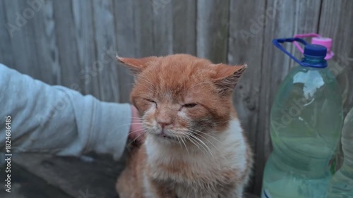 An elderly ginger cat is being gently petted on a wooden table, clearly enjoying the affection. Close-up: soft fur, relaxed expression, warm natural lighting.