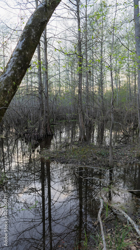 Vertical view of a flooded swamp forest in Mississippi, Southern USA