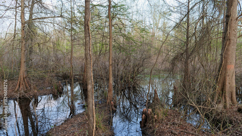 Dense vegetation and cypress trees in a wild swamp forest in Mississippi, Southern USA