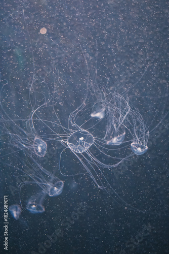 Delicate and intricate long tentacles of a small, translucent jellyfish elegantly spread out in the vast, deep blue underwater environment. Tiny particles of marine snow drift around.