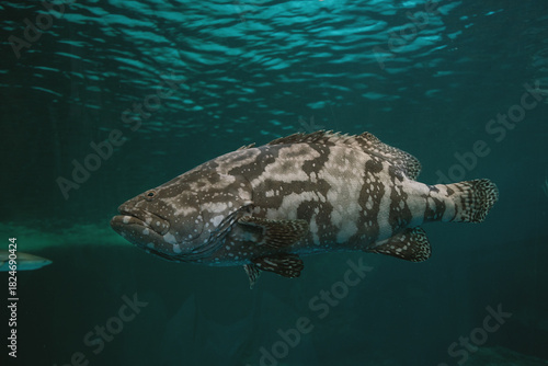 Observe the impressive scale of a large grouper fish as it slowly glides through the tranquil, deep blue underwater world. Its unique markings stand out against the soft light.