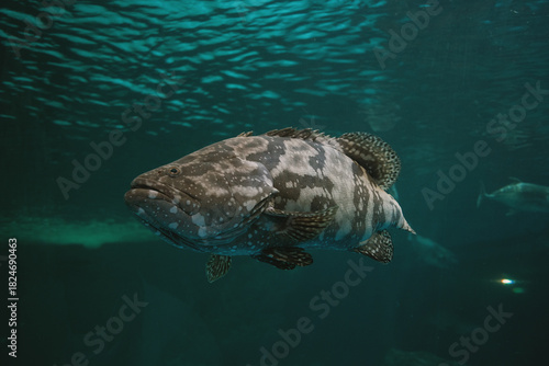 Foto Observe the impressive scale of a large grouper fish as it slowly glides through the tranquil, deep blue underwater world
