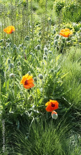 (Papaver orientale) Oriental poppies in clump adorned with orange crumpled and short-live petals atop bristly stems and surrounded by many buds   

