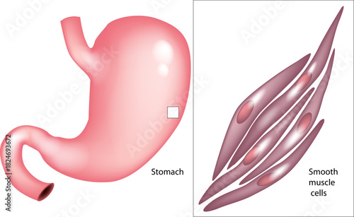 A detailed medical illustration showing the human stomach and a magnified view of smooth muscle cells located in its wall. Human Stomach Structure and Smooth Muscle Cell Detail