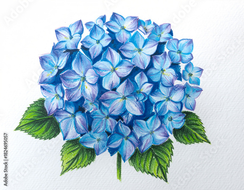 Handpainted watercolor illustration of a vibrant blue hydrangea flower with green leaves, closeup studio shot on a white background.