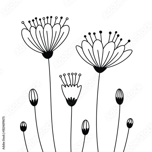 Simple line drawing of delicate poppy flowers and buds