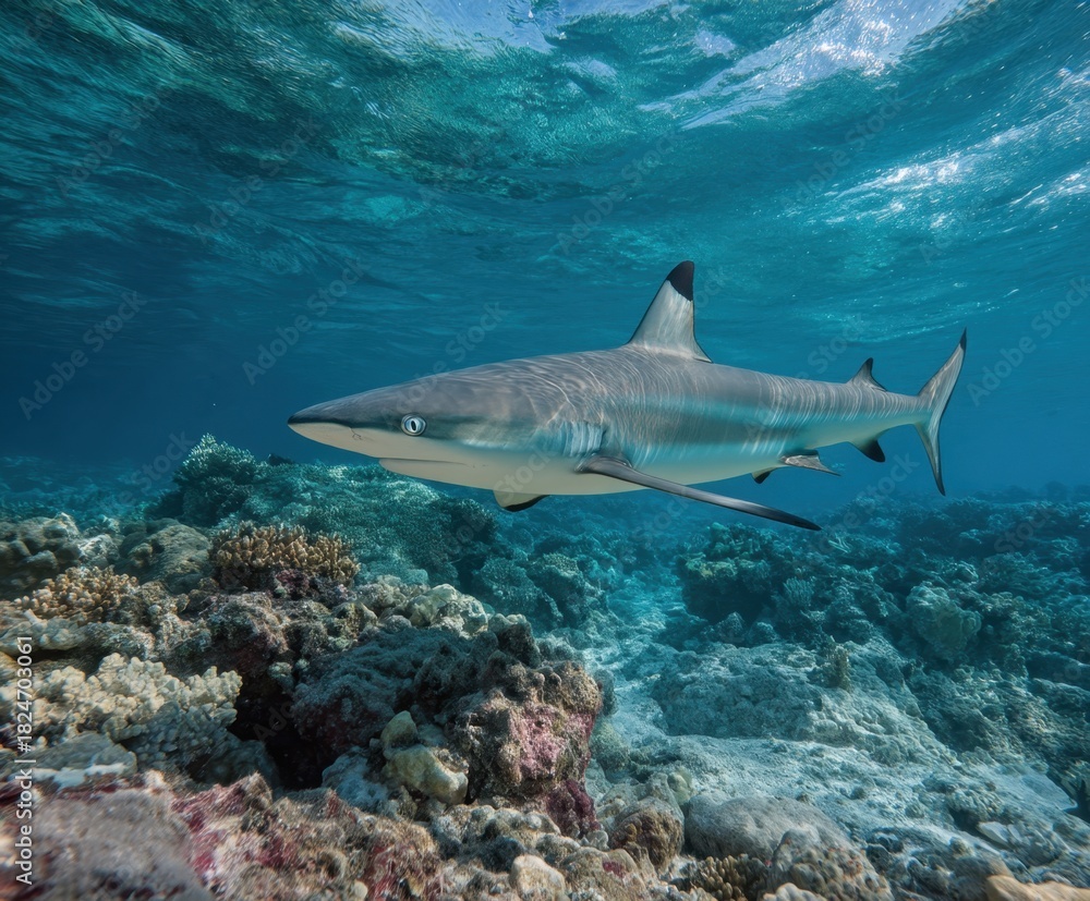 Fototapeta premium Blacktip reef shark, in the wild