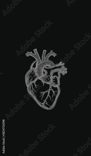 Detailed anatomical human heart illustration on a black background. Hand-drawn vintage style graphic for medical and scientific concepts.