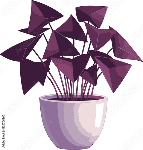 Oxalis triangularis purple shamrock plant in pot indoor houseplant care guide and growing tips