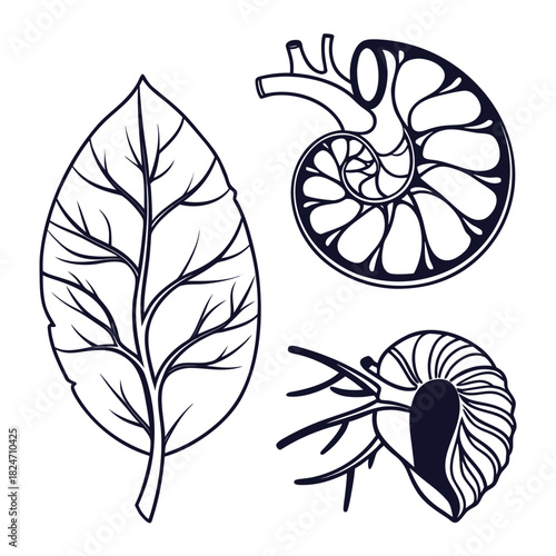 Stylized Leaf and Two Nautilus Shell Illustrations plant nature