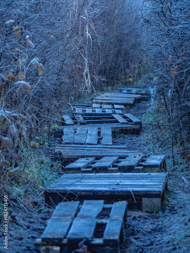 Foto a path in the forest thicket is paved with wooden pallets