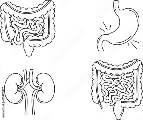 Medical Icons: Stomach, Kidneys, and Intestines in Outline Style