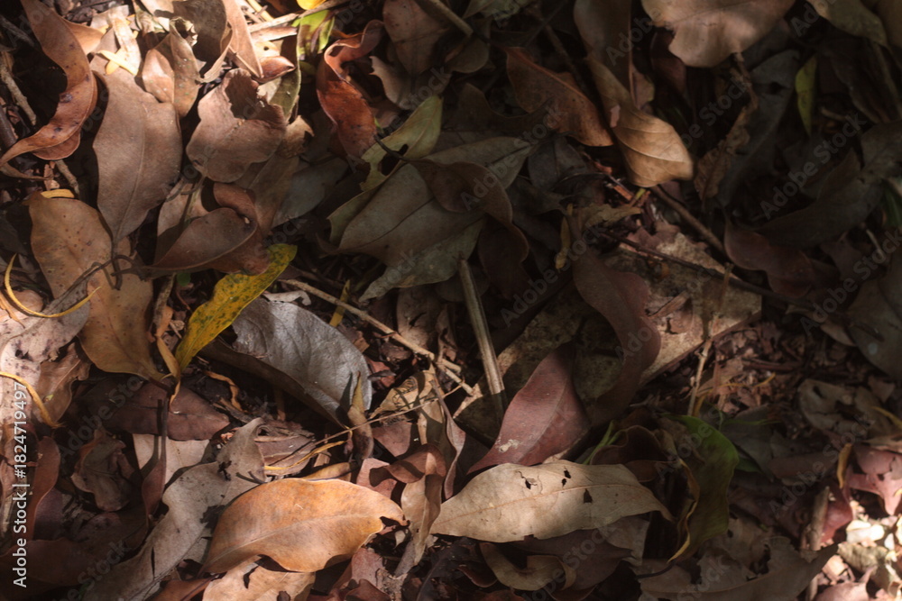 Fototapeta premium dry leaves