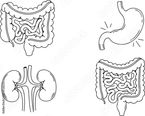 Medical Illustrations of Human Digestive and Urinary System Organs