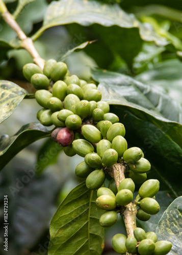 Close up view of coffee beans or coffee fruits or coffee cherries