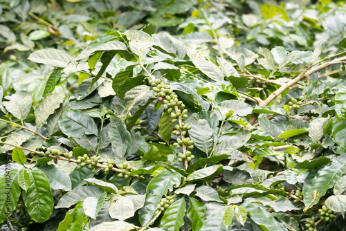 Close up view of coffee beans or coffee fruits or coffee cherries